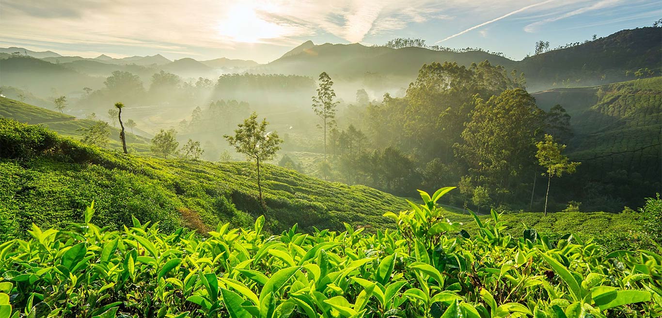 chikkamagaluru-wake-up-and-smell-the-coffee