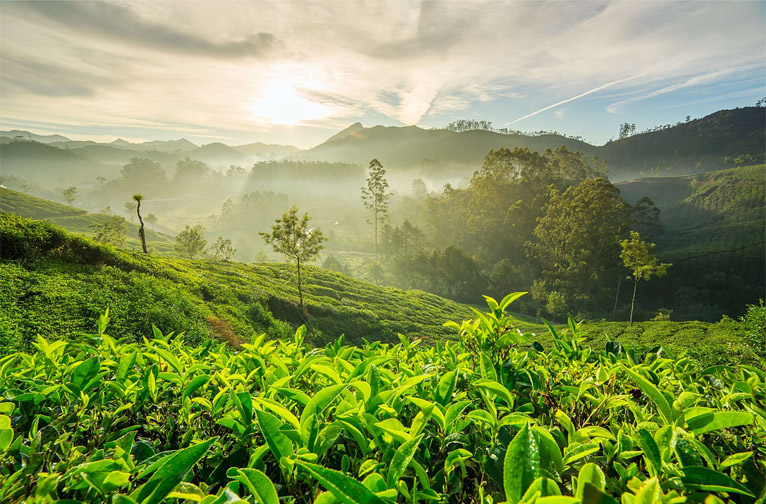 chikkamagaluru-wake-up-and-smell-the-coffee