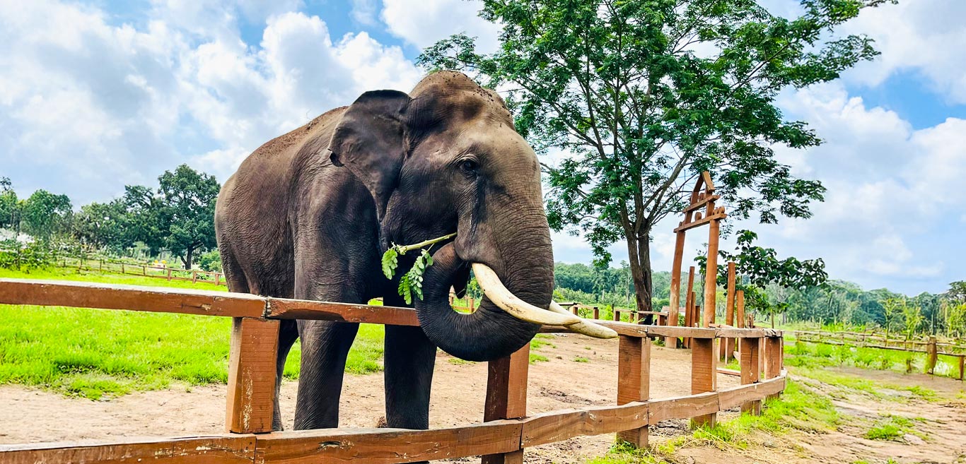 coorg-for-a-cooling-summer-sojourn