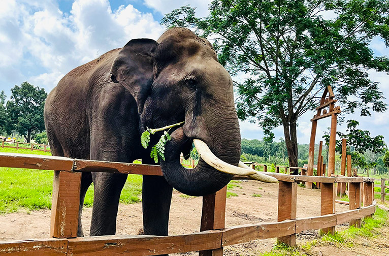 coorg-for-a-cooling-summer-sojourn